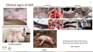 African swine fever epidemiology and control in smallholder pig systems: The value of One Health