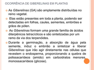 OCORRÊNCIA DE GIBERELINAS EM PLANTAS
 As Giberelinas (GA) são amplamente distribuídas no
reino vegetal.
 Elas estão presentes em toda a planta, podendo ser
detectadas em folhas, caules, sementes, embriões e
grãos de pólen.
 As Giberelinas formam uma grande família de ácidos
diterpênicos tetracíclicos e são sintetizadas por um
ramo da via dos terpenóides.
 Durante a germinação, a absorção de água pela
semente, induz o embrião a sintetizar e liberar
Giberelinas que irão agir diretamente nas células que
revestem o endosperma, proporcionando a quebra de
polissacarídeos (amido) em carboidratos menores,
monossacarídeos (glicose).
 