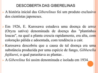 DESCOBERTA DAS GIBERELINAS
 A história inicial das Giberelinas foi um produto exclusivo
dos cientistas japoneses.
 Em 1926, E. Kurosawa estudava uma doença de arroz
(Oryza sativa) denominada de doença das "plantinhas
loucas", na qual a planta crescia rapidamente, era alta, com
coloração pálida e adoentada, com tendência a cair.
 Kurosawa descobriu que a causa de tal doença era uma
substância produzida por uma espécie de fungo, Gibberella
fujikuroi, o qual parasitava as plantas .
 A Giberelina foi assim denominada e isolada em 1934.
 