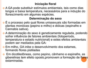 Iniciação floral
 A GA pode substituir estímulos ambientais, tais como dias
longos e baixa temperatura, necessários para a indução do
florescimento em algumas espécies.
Determinação do sexo
 É o processo pelo qual flores unissexuais são formadas em
plantas monóicas (pepino e milho) e dióicas (espinafre e
Cannabis sativa).
 A determinação do sexo é geneticamente regulada, podendo
sofrer influência de fatores ambientais (fotoperíodo,
temperatura e estado nutricional) e estes efeitos ambientais
podem ser mediados pela GA:
 Em milho, GA inibe o desenvolvimento dos estames,
formando flores pistiladas
 Em dicotiledôneas, como pepino, cânhamo e espinafre, as
giberelinas tem efeito oposto,promovem a formação de flores
estaminadas.
 
