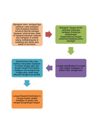 Bahagian bahu- terdapat tiga
kawasan pada bahagian
bahu.Kawasan-kawasan
tersebut dikenali sebagai
kawasan pektoral atau dada
di hadapan,kawasan skapula
iaitu bahagian di sekitar
tulang belikat(skapula di
belakang,dan aksila atau
ketiak di sisi tubuh.
Bahagian Tangan-terdiri
daripada beberapa
bahagian.Antaranya
pergelangan
tangan(karpus),tangan
sebenar(metakarpus)dan
jari(digit)
Lengan atas(Brakium)-Lengan
atas adalah bahagian di
antara bahu dengan siku.
Siku(Kubitus)-Siku atau
kubitus merupakan kawasan
di antara lengan atas dan
lengan bawah.Permukaan
hadapan siku terdapat sau
rongga yang cetek yang
dikenali sebagai fosa kubital.
Lengan Bawah(Antebrakium)-
Lengan bawah adalah
bahagian di antara siku
dengan pergelangan tangan.
 