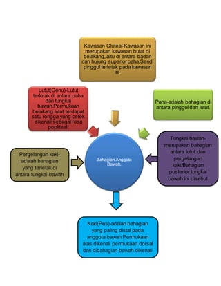 Bahagian Anggota
Bawah.
Lutut(Genu)-Lutut
terletak di antara paha
dan tungkai
bawah.Permukaan
belakang lutut terdapat
satu rongga yang cetek
dikenali sebagai fosa
popliteal.
Kawasan Gluteal-Kawasan ini
merupakan kawasan bulat di
belakang,iaitu di antara badan
dan hujung superiorpaha.Sendi
pinggul terletak pada kawasan
ini.
Paha-adalah bahagian di
antara pinggul dan lutut.
Pergelangan kaki-
adalah bahagian
yang terletak di
antara tungkai bawah
kaki
Tungkai bawah-
merupakan bahagian
antara lutut dan
pergelangan
kaki.Bahagian
posterior tungkai
bawah ini disebut
sebagai betis.
Kaki(Pes)-adalah bahagian
yang paling distal pada
anggota bawah.Permukaan
atas dikenali permukaan dorsal
dan dibahagian bawah dikenali
sebagai plantar.
 