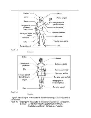 rajah 1.2 Pandangan hadapan tubuh manusia menunjukkan bahagian dan
kawasannya.
Rajah 1.3 Pandangan belakang tubuh manusia bahagian dan kawasannya.
Sumber : Abdul Hamid Rashid(2001).Anatomi Umum.
Kuala Lumpur:Dewan Bahasa dan Pustaka.
 