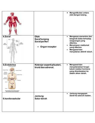  Mengartikulasi antara
otot dengan tulang.
4.Saraf Otak
Saraftunjang
Sarafperiferi
 Organ reseptor
 Mengesan,menerima dan
bergerak balas terhadap
rangsangan yang
diterima.
 Menyimpan maklumat
yang diterima
 Mengawal dan
menyelaras aktiviti tubuh.
5.Endokrina Kelenjar sepertipituatari,
tiroid dan adrenal.
 Mengawal dan
menyelaraskan fungsi
tubuh melalui hormone
yang dirembeskan ke
dalam aliran darah.
6.kardiovaskular
Jantung
Salur darah
 Jantung mengepam
darah ke seluruh badan.
 