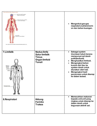  Mengankut gas-gas
respiratori,nutrient,horm
on dan bahan buangan.
7.Limfatik Nodus limfa
Salur limfatik
Timus
Organ limfoid
Tonsil
 Sebagai system
imunisasi tubuh kerana
mempunyai sel darah
putih(leukosit)
 Menghasilkan limfosit.
 Mengangkut bahan
kumuh dari tisu ke
system darah untuk
diuraikan oleh hati.
 Mengangkut hasil
percernaan untuk diserap
ke dalam lacteal.
8.Respiratori Hidung
Farinks
Trakea
 Memecahkan makanan
kepada unit-unit yang
ringkas untuk diserap ke
dalam darah untuk
kegunaan aktiviti sel.
 
