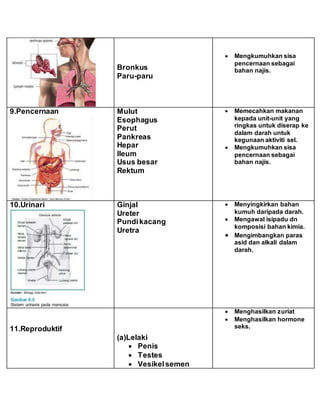 Bronkus
Paru-paru
 Mengkumuhkan sisa
pencernaan sebagai
bahan najis.
9.Pencernaan Mulut
Esophagus
Perut
Pankreas
Hepar
Ileum
Usus besar
Rektum
 Memecahkan makanan
kepada unit-unit yang
ringkas untuk diserap ke
dalam darah untuk
kegunaan aktiviti sel.
 Mengkumuhkan sisa
pencernaan sebagai
bahan najis.
10.Urinari Ginjal
Ureter
Pundikacang
Uretra
 Menyingkirkan bahan
kumuh daripada darah.
 Mengawal isipadu dn
komposisi bahan kimia.
 Mengimbangkan paras
asid dan alkali dalam
darah.
11.Reproduktif
(a)Lelaki
 Penis
 Testes
 Vesikelsemen
 Menghasilkan zuriat
 Menghasilkan hormone
seks.
 