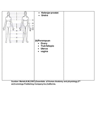  Kelenjar prostat
 Uretra
(b)Perempuan
 Ovary
 Tiub faliopio
 Uterus
 vagina
Sumber: Marieb,N.M.(1997),Essentials of Human Anatomy and physiology,5th
ed,Cummings Publishing Company Inc,California.
 