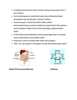  Contohnya pentosadan triosa masing-masing mempunyai 5 dan 3
atom karbon.
 Cuma beberapajenis karbohidrat yang biasa difokuskan dalam
pemakanan dan gizi kita,iaitu sukrosa, fruktosa.
 Kesemuagula ini perlu dicernakan dalam sistem
pencernaanmanusia supaya menjadi unit yang terkecil iaitu glukosa
untuk diserap ke dalam sel-sel.Jadi,kekurangan glukosa dalam
darah
 Ini bermakna seseorang tidak mempunyai tenaga yang mencukupi
untuk meneruskan proses dalam badan.
 Kesannya, individu tersebut akan pitam dan pengsan.
 Nasi, roti, dan gandum merupakan sumberkarbohidrat yang utama.
Sistem Pencernaan Manusia Glukosa
 