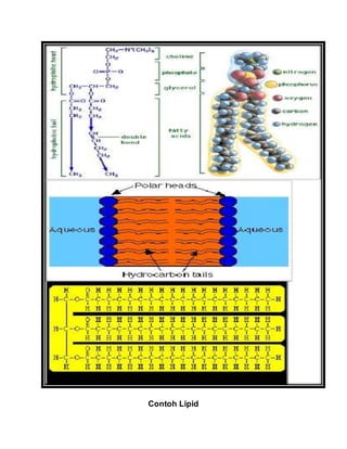 Contoh Lipid
 