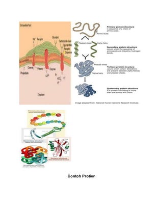Contoh Protien
 