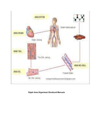 Rajah:Aras Organisasi Struktural Manusia
 