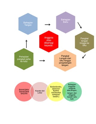 Bahagian
BahuBahagian
Tangan
Anggota
atas
dibahagi
kepada:
Pangkal
lengan
hingga ke
siku
Pangkal
Lengan dari
siku hingga
pergelangan
tangan.
Peha(dari
pangkal peha
ke lutut
BAHAGIAN-
BAHAGIAN
BADAN
Kepala dan
Leher
Badan(toraks,
abdomen
&pelvis
membentuk
bahagian
badan.)
Bahagian
anggota-
anggota
atas,lengan,
tangan dan
anggota
bawah iaitu
kaki
 