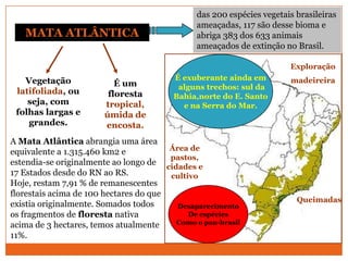 MATA ATLÂNTICA
É um
floresta
tropical,
úmida de
encosta.
Vegetação
latifoliada, ou
seja, com
folhas largas e
grandes.
das 200 espécies vegetais brasileiras
ameaçadas, 117 são desse bioma e
abriga 383 dos 633 animais
ameaçados de extinção no Brasil.
Queimadas
Exploração
madeireira
Área de
pastos,
cidades e
cultivo
É exuberante ainda em
alguns trechos: sul da
Bahia,norte do E. Santo
e na Serra do Mar.
Desaparecimento
De espécies
Como o pau-brasil
A Mata Atlântica abrangia uma área
equivalente a 1.315.460 km2 e
estendia-se originalmente ao longo de
17 Estados desde do RN ao RS.
Hoje, restam 7,91 % de remanescentes
florestais acima de 100 hectares do que
existia originalmente. Somados todos
os fragmentos de floresta nativa
acima de 3 hectares, temos atualmente
11%.
 