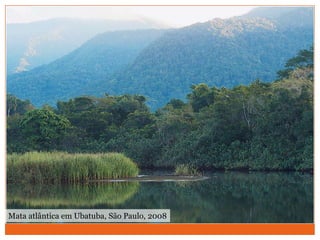 Mata atlântica em Ubatuba, São Paulo, 2008
FABIOCOLOMBINI
 
