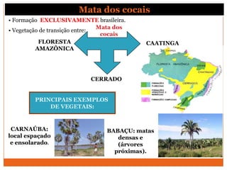 • Formação EXCLUSIVAMENTE brasileira.
• Vegetação de transição entre:
Mata dos
cocais
CAATINGA
CERRADO
FLORESTA
AMAZÔNICA
PRINCIPAIS EXEMPLOS
DE VEGETAIS:
BABAÇU: matas
densas e
(árvores
próximas).
CARNAÚBA:
local espaçado
e ensolarado.
Mata dos cocais
 