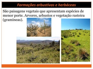 Formações arbustivas e herbáceas
São paisagens vegetais que apresentam espécies de
menor porte. Arvores, arbustos e vegetação rasteira
(gramíneas).
 