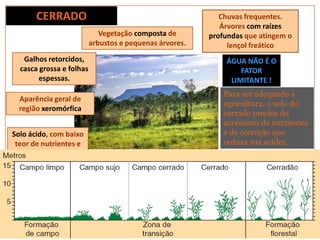 Vegetação composta de
arbustos e pequenas árvores.
Galhos retorcidos,
casca grossa e folhas
espessas.
Aparência geral de
região xeromórfica
Chuvas frequentes.
Árvores com raízes
profundas que atingem o
lençol freático
Solo ácido, com baixo
teor de nutrientes e
excesso de alumínio.
ÁGUA NÃO É O
FATOR
LIMITANTE !
CERRADO
25% do território
brasileiro
Para ser adequado à
agricultura, o solo do
cerrado precisa do
acréscimo de nutrientes
e de correção que
reduza sua acidez.
 