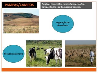 PAMPAS/CAMPOS Também conhecidos como: Campos do Sul,
Campos Sulinos ou Campanha Gaúcha.
Vegetação de
Gramíneas
Pecuária extensiva
 