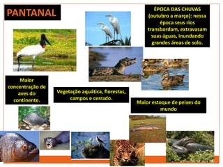 PANTANAL ÉPOCA DAS CHUVAS
(outubro a março): nessa
época seus rios
transbordam, extravasam
suas águas, inundando
grandes áreas de solo.
Maior estoque de peixes do
mundo
Maior
concentração de
aves do
continente.
Vegetação aquática, florestas,
campos e cerrado.
 