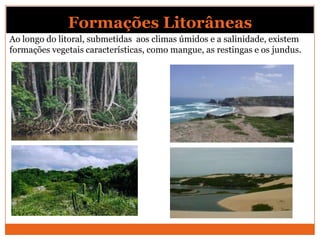 Formações Litorâneas
Ao longo do litoral, submetidas aos climas úmidos e a salinidade, existem
formações vegetais características, como mangue, as restingas e os jundus.
 