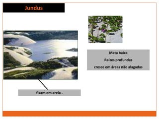 Jundus
fixam em areia .
Mata baixa
Raízes profundas
cresce em áreas não alagadas
 