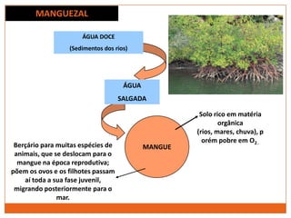 MANGUEZAL
ÁGUA DOCE
(Sedimentos dos rios)
ÁGUA
SALGADA
MANGUE
Solo rico em matéria
orgânica
(rios, mares, chuva), p
orém pobre em O2..
Berçário para muitas espécies de
animais, que se deslocam para o
mangue na época reprodutiva;
põem os ovos e os filhotes passam
aí toda a sua fase juvenil,
migrando posteriormente para o
mar.
 