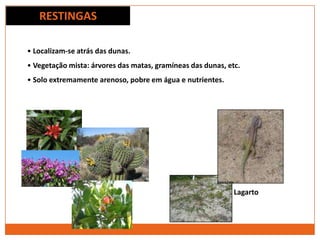 RESTINGAS
• Localizam-se atrás das dunas.
• Vegetação mista: árvores das matas, gramíneas das dunas, etc.
• Solo extremamente arenoso, pobre em água e nutrientes.
Lagarto
 