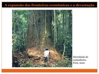 Derrubada de
castanheira,
Pará, 2001
A expansão das fronteiras econômicas e a devastação
 
