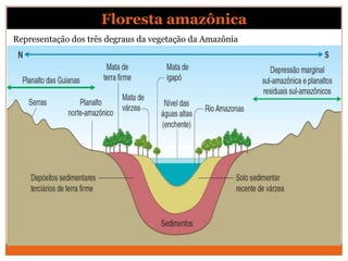 Floresta amazônica
Representação dos três degraus da vegetação da Amazônia
 