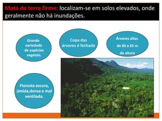 Mata de terra firme: localizam-se em solos elevados, onde
geralmente não há inundações.
Grande
variedade
de espécies
vegetais.
Copa das
árvores é fechada.
Floresta escura,
úmida,densa e mal
ventilada.
Árvores altas
de 60 a 65 m
de altura.
 