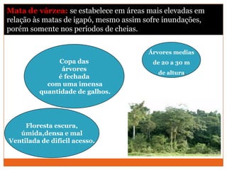 Mata de várzea: se estabelece em áreas mais elevadas em
relação às matas de igapó, mesmo assim sofre inundações,
porém somente nos períodos de cheias.
Copa das
árvores
é fechada
com uma imensa
quantidade de galhos.
Floresta escura,
úmida,densa e mal
Ventilada de difícil acesso.
Árvores medias
de 20 a 30 m
de altura.
 
