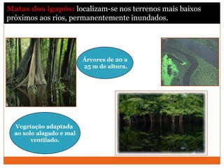 Matas dos igapós: localizam-se nos terrenos mais baixos
próximos aos rios, permanentemente inundados.
Vegetação adaptada
ao solo alagado e mal
ventilado.
Árvores de 20 a
25 m de altura.
 