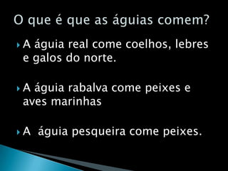 Águia de asa redonda 