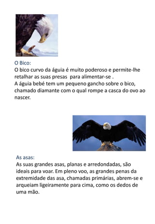 O Bico:
O bico curvo da águia é muito poderoso e permite-lhe
retalhar as suas presas para alimentar-se .
A águia bebé tem um pequeno gancho sobre o bico,
chamado diamante com o qual rompe a casca do ovo ao
nascer.




As asas:
As suas grandes asas, planas e arredondadas, são
ideais para voar. Em pleno voo, as grandes penas da
extremidade das asa, chamadas primárias, abrem-se e
arqueiam ligeiramente para cima, como os dedos de
uma mão.
 