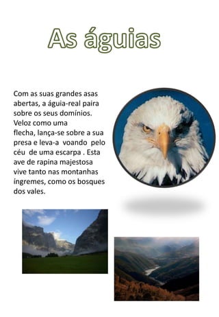 Com as suas grandes asas
abertas, a águia-real paira
sobre os seus domínios.
Veloz como uma
flecha, lança-se sobre a sua
presa e leva-a voando pelo
céu de uma escarpa . Esta
ave de rapina majestosa
vive tanto nas montanhas
íngremes, como os bosques
dos vales.
 