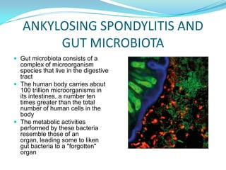 ANKYLOSING SPONDYLITIS AND
GUT MICROBIOTA
 Gut microbiota consists of a
complex of microorganism
species that live in the...