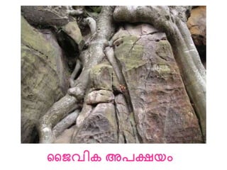 ജൈവിക അപക്ഷയം
 