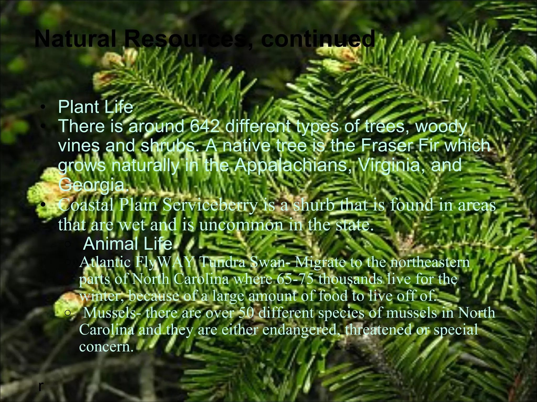 Natural Resources, continued Plant Life  There is around 642 different types of trees, woody vines and shrubs. A native tree is the Fraser Fir which grows naturally in the  Appalachians, Virginia, and Georgia. Coastal Plain Serviceberry is a shurb that is found in areas that are wet and is uncommon in the state. Animal Life  Atlantic FlyWAY Tundra Swan- Migrate to the northeastern parts of North Carolina where 65-75 thousands live for the winter, because of a large amount of food to live off of.  Mussels- there are over 50 different species of mussels in North Carolina and they are either endangered, threatened or special concern.   r 