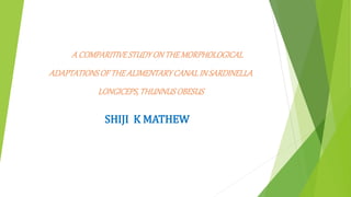 A COMPARITIVESTUDYONTHEMORPHOLOGICAL
ADAPTATIONSOF THEALIMENTARYCANALINSARDINELLA
LONGICEPS,THUNNUSOBESUS
SHIJI K MATHEW
 