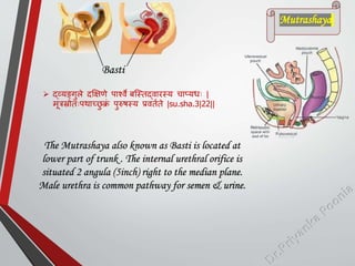 The Mutrashaya also known as Basti is located at
lower part of trunk . The internal urethral orifice is
situated 2 angula (5inch) right to the median plane.
Male urethra is common pathway for semen & urine.
 द्व्यर्ङगुले दक्षिणे िाश्वे बस्स्तद्वारस्य चाप्यिः |
मूत्रस्रोतःिथाच्छ
ु क्र
ां िुरुषस्य प्रवतमते |su.sha.3|22||
Mutrashaya
Basti
 