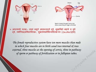  अित्यिथे चतस्रः- तासाां प्रसृते अभ्यन्तरतो द्वे, मुखाधश्रते बाह्ये च वृत्ते
द्वे, गभमस्च्छद्रसांधश्रतास्स्तस्रः, शुक्रातमवप्रवेशशन्यस्स्तस्र एव | (su.sha.5|59)
The female reproductive system have ten more muscles than male
in which four muscles are in birth canal two internal & two
external, three muscles at the opening of cervix, three in pathway
of sperm or pathway of fertilization or in fallopian tubes.
 