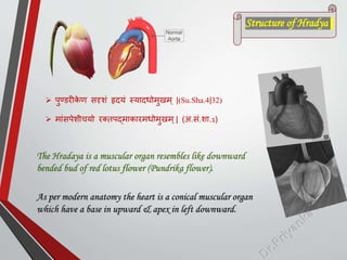  िुण्डरीक
े ण सदृशां हृदयां स्यादिोमुखम् |(Su.Sha.4|32)
 माांसिेशीचयो रक्तिद्माकारमिोमुखम्| (अ.सां.शा.1)
Structure of Hradya
The Hradaya is a muscular organ resembles like downward
bended bud of red lotus flower (Pundrika flower).
As per modern anatomy the heart is a conical muscular organ
which have a base in upward & apex in left downward.
 