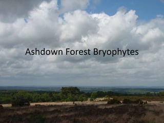 Ashdown Forest Bryophytes
 