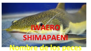 IWAERO
SHIMAPAENI
Nombre de los peces
 