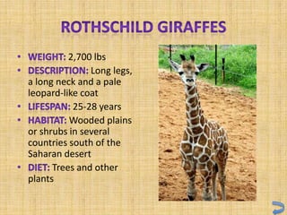 2,700 lbs
               Long legs,
a long neck and a pale
leopard-like coat
           25-28 years
          Wooded plains
or shrubs in several
countries south of the
Saharan desert
      Trees and other
plants
 