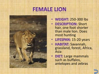 250-300 lbs
                Short
hair, one foot shorter
than male lion. Does
most hunting
            15-20 years
           Savannah,
grassland, forest, Africa,
Asia
       Large mammals
such as buffalos,
antelopes and zebras
 