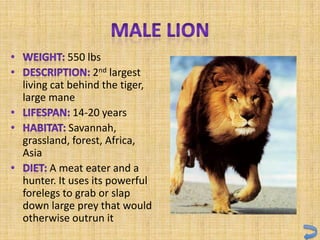 550 lbs
                2nd largest
living cat behind the tiger,
large mane
            14-20 years
           Savannah,
grassland, forest, Africa,
Asia
       A meat eater and a
hunter. It uses its powerful
forelegs to grab or slap
down large prey that would
otherwise outrun it
 
