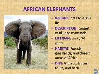 7,000-14,000
lbs
                  Largest
of all land mammals
             Up to 70
years
            Forests,
grasslands, and desert
areas of Africa
        Grasses, leaves,
fruits, and bark
 