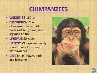 55-110 lbs
                 The
chimpanzee has a thick
body with long arms, short
legs and no tail
           50 years
          Chimps are mainly
found in rain forests and
wet savannas
      Fruits, leaves, buds
and blossoms
 