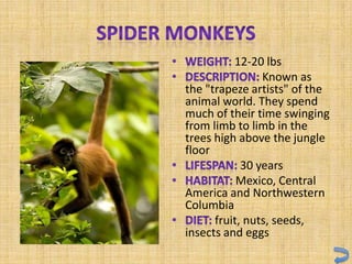 12-20 lbs
                Known as
the "trapeze artists" of the
animal world. They spend
much of their time swinging
from limb to limb in the
trees high above the jungle
floor
            30 years
           Mexico, Central
America and Northwestern
Columbia
      fruit, nuts, seeds,
insects and eggs
 
